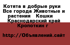 Котята в добрые руки - Все города Животные и растения » Кошки   . Краснодарский край,Кропоткин г.